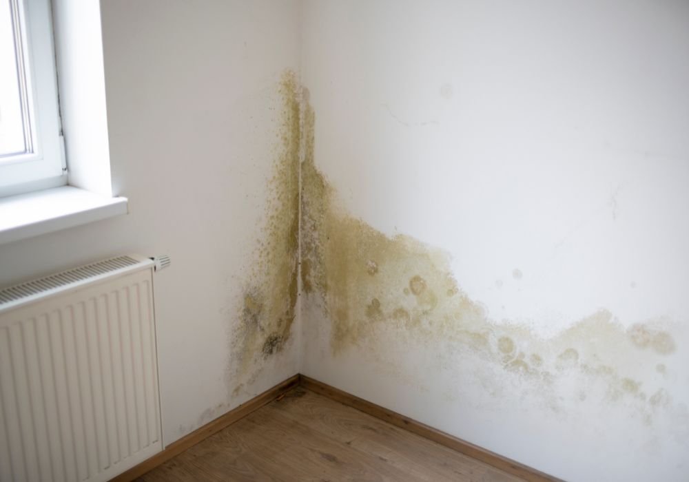 Mold Damage Restoration Services in Kalispell, MT